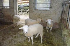 Die Schafe im Stall